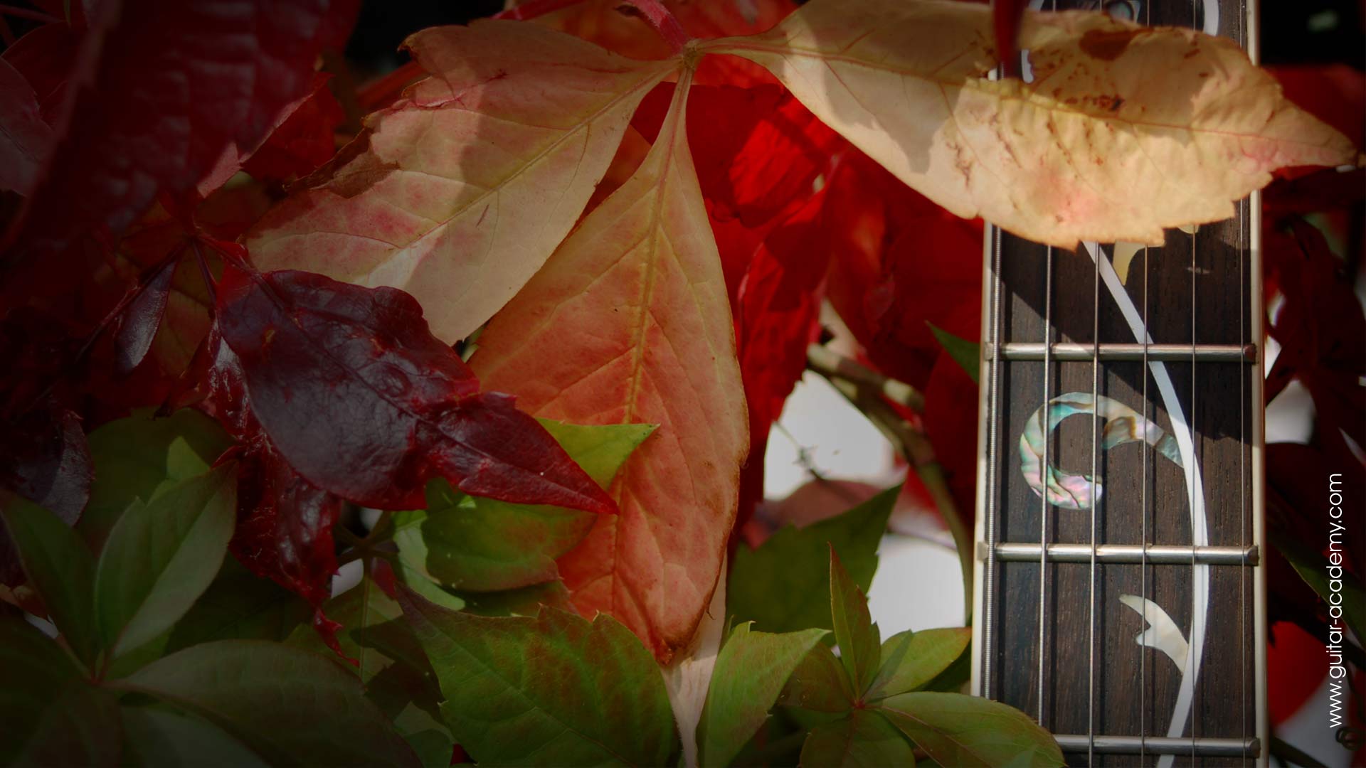 Guitar in autumn leaves